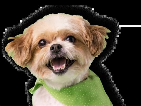 About Us - Emancipet