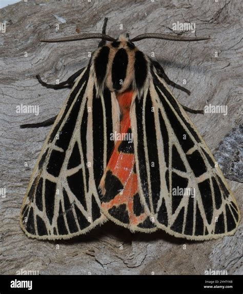 Virgin Tiger Moth (Apantesis virgo Stock Photo - Alamy
