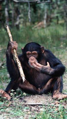 10 most intelligent animals on the planet