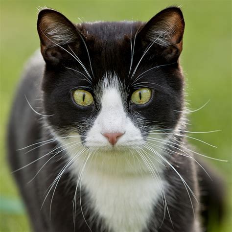 Kissaeläimet Felidae