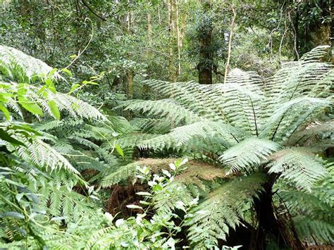 CATHEDRAL OF FERNS WALK - All You Need to Know BEFORE You Go 2026 (with ...