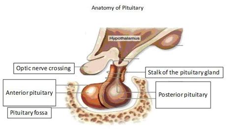Image result for Thyroid Disease Classification Using Meachine Learning Algorithms