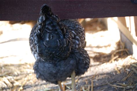 Chicken butt | BackYard Chickens - Learn How to Raise Chickens