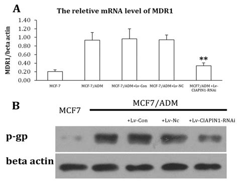 Down Regulation of CIAPIN1 Reverses Multidrug Resistance in Human ...