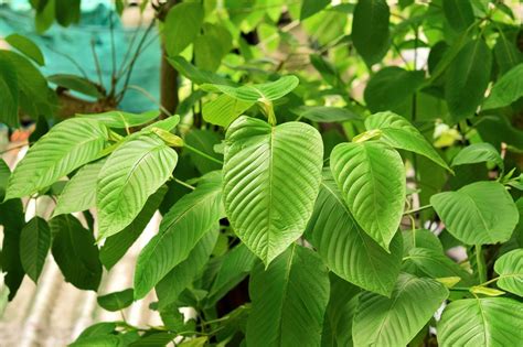 KRATOM NEAR ME 2020 - Online Kratom