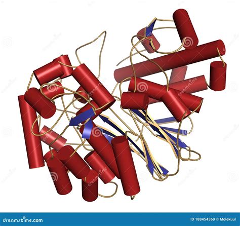 Gamma-glutamyltranspeptidase 1 (GGT 1, Gamma-GT, Gamma-glutamyl Transferase) Enzyme. Used As ...
