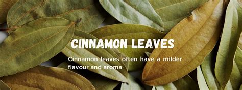 Cinnamon Leaves - Health Benefits, Uses and Important Facts ...