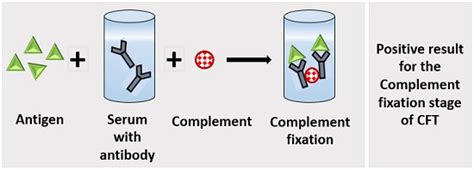 Image result for Complement Fixation Immune System