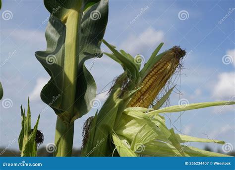 Close-up View of a Corn Plant Growing with Green Leaves before the Blue ...