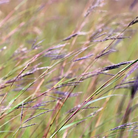 Big Bluestem Grass - Andropogon gerardii Seeds – My Health Forward