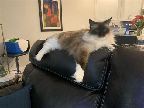 Poor Stella can barely fit on the top of the couch : r/ragdolls