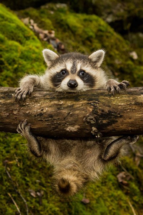 30+ Amazing Rainforest Animals; Most of Them is Endangered | 아기 동물, 귀여운 ...