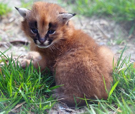 African Wild Cat Kittens