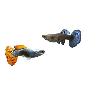 Male & Female Guppy Combo Pack – Fishykart.in