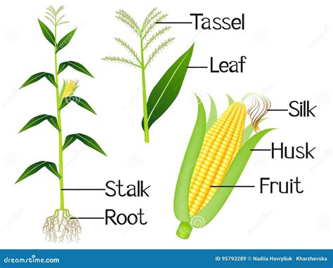 What Is The Top Part Of A Corn Stalk Called at Iva Blackburn blog