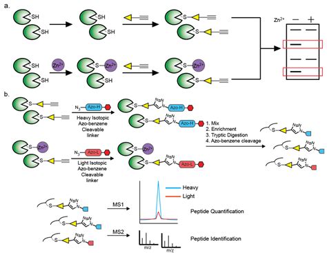 Zinc-Binding Cysteines: Diverse Functions and Structural Motifs