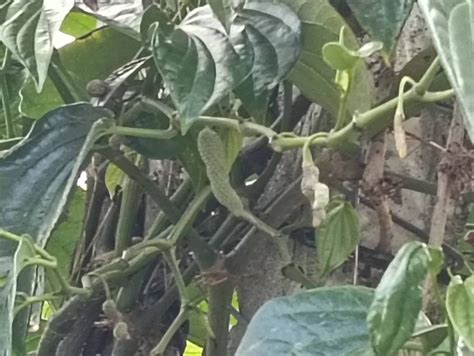 小区126人减1050斤最新素材