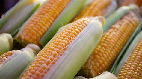 Top Little Did You Know Corn Facts | Nestlé Cereals