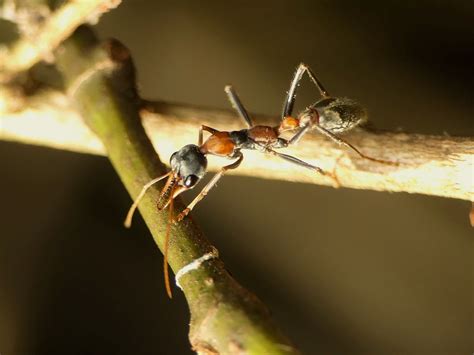 Myrmecia nigrocincta (Jumping Jack Ant) – Ausemade