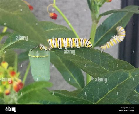This photograph captures Monarch caterpillars and their chrysalises in ...