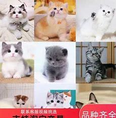 seo搜欢喜猫 的图像结果