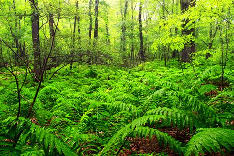 Free Images : tree, nature, wilderness, branch, hiking, leaf, flower, summer, stream, green ...