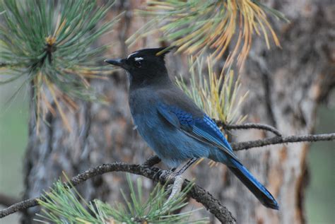 Steller's Jay | Colorado Springs, CO | Colorado springs, Blue jay, Birds