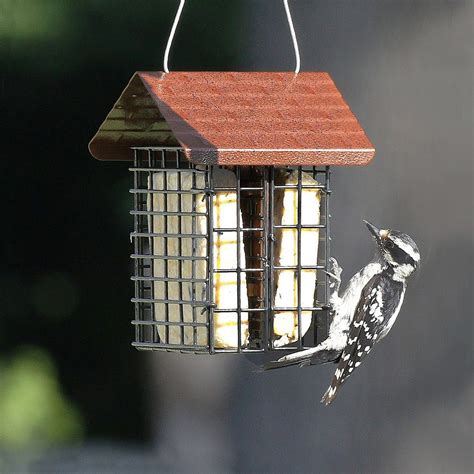 The 8 Best Woodpecker Bird Feeders for Your Yard - Birds and Blooms