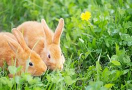 Image result for Do Rabbits Eat Cactus Plants