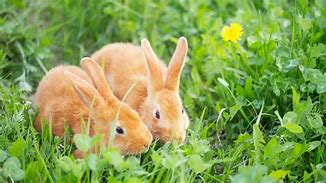 Image result for Wild Rabbits Eat