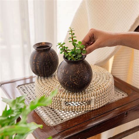 Thenga Pot Shaped Coconut Planter | Indoor Plants, Succulents (1 Pot ...