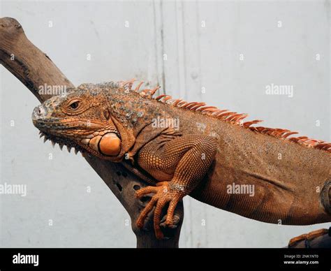 Largest Iguana Species