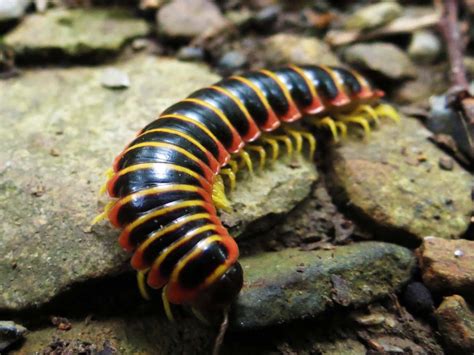 Giant African Millipede Cyanide