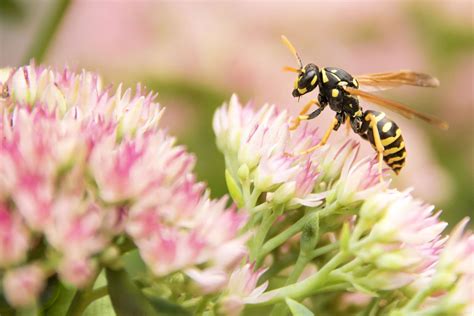 Yellow jacket | Description, Species, & Facts | Britannica