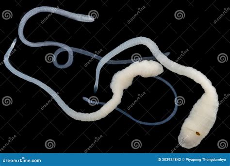 Tapeworms (Cestoda: Caryophyllidea), Parasites of Fish Under the ...