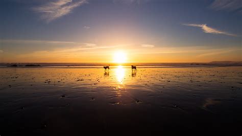 Horizon Palliative Vets | Mobile Pet Euthanasia & Palliative Care