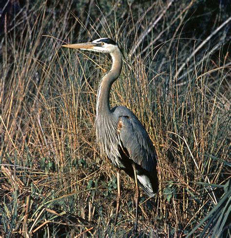 Heron | Wading Bird, Long Legs & Fishing Habits | Britannica
