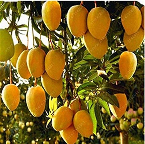 SHOP 360 GARDEN Banganapalle mango 'The King of Mangoes' Mango fruit ...