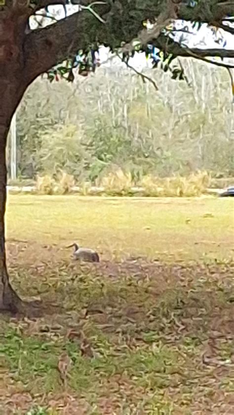 Wildlife in Florida : r/pics