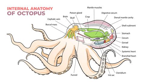 Premium Vector | Internal anatomy of an octopus diagram