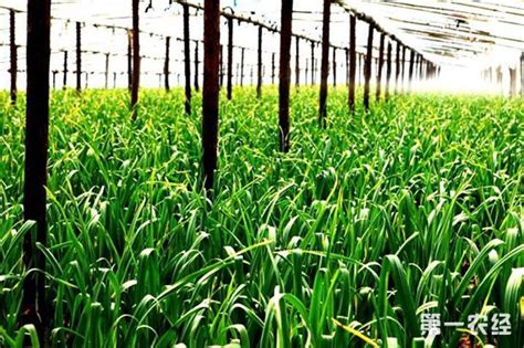 冬季大蒜的田间管理技术 - 种植技术 - 第一农经网
