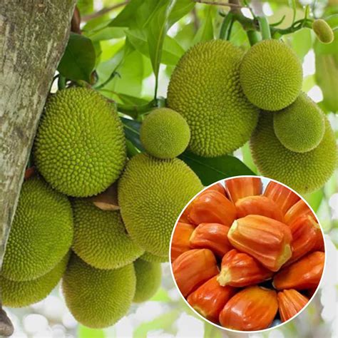 Jackfruit During Pregnancy: Can Pregnant Women Eat It Safely?