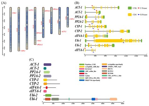 Screening and Stability Validation of RT-qPCR Reference Genes in ...