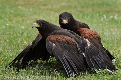 GREEN MOUNTAIN FALCONRY SCHOOL (2026) All You Need to Know BEFORE You ...