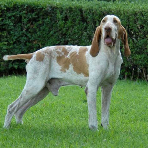 Telegram channel "Zoofilia" — @zoofili — TGStat