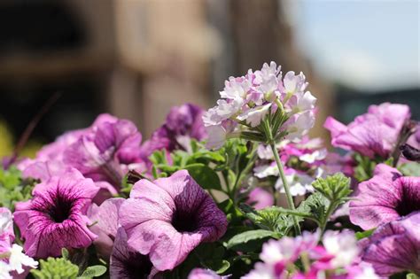 Idaho Falls Historic Downtown Flowers | idahofallsmagazine.com