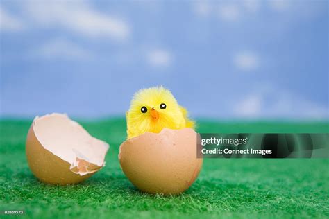 Amazing Modern Chick Hatching 的图像结果