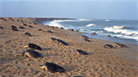 Odisha Gears Up For Conservation Of Olive Ridley Turtles