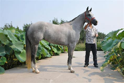 世界上最大的马是什么品种? - 知乎