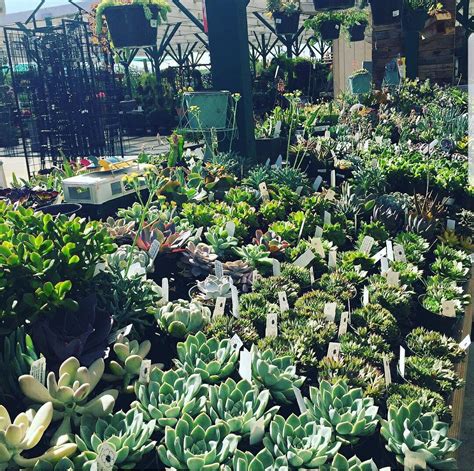 Nursery Gallery | Johnson Garden Center